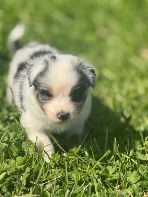 Les chiots de Berger Australien