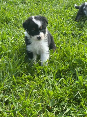 Les chiots de Berger Australien