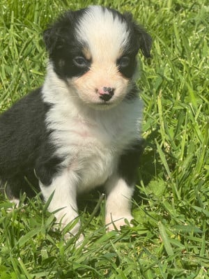 Les chiots de Berger Australien