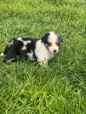 Les chiots de Berger Australien