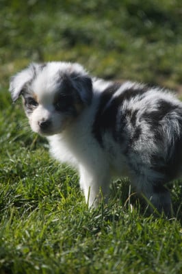 Les chiots de Berger Australien