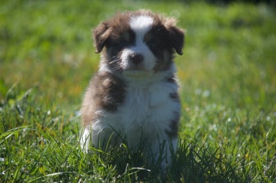 Les chiots de Berger Australien