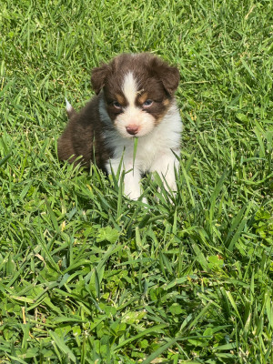Les chiots de Berger Australien