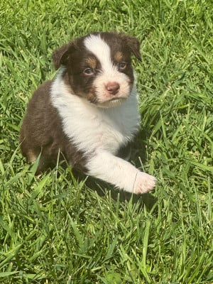 Les chiots de Berger Australien