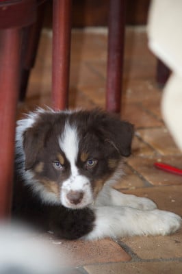 Les chiots de Berger Australien