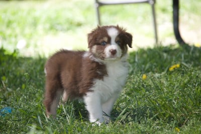 Les chiots de Berger Australien