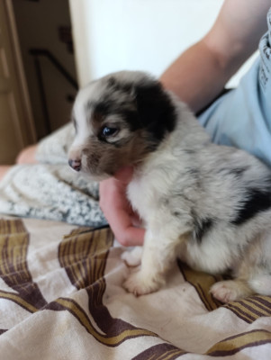 Bandit - Berger Australien