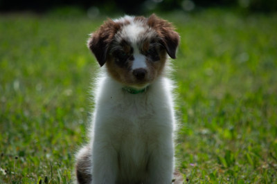 Les chiots de Berger Australien