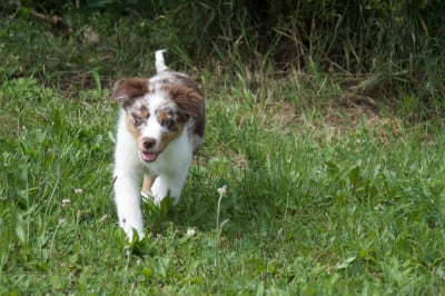Les chiots de Berger Australien