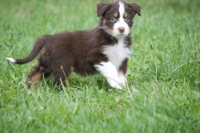 Les chiots de Berger Australien