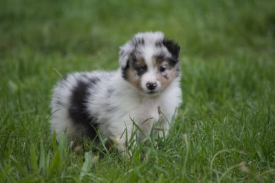 Les chiots de Berger Australien