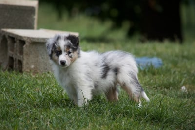 Les chiots de Berger Australien