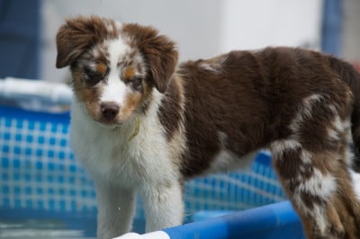Les chiots de Berger Australien