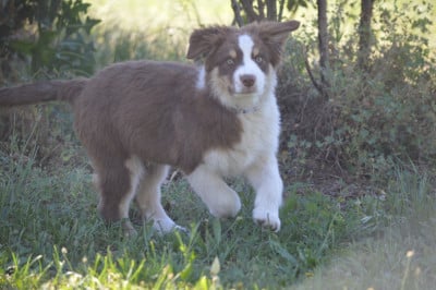 Les chiots de Berger Australien