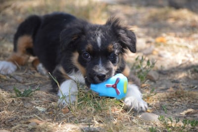 Les chiots de Berger Australien