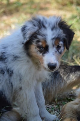 Les chiots de Berger Australien