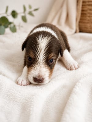 Les chiots de Berger Australien