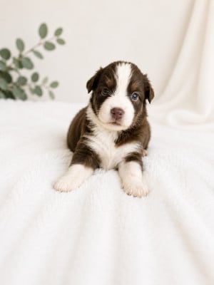 Les chiots de Berger Australien