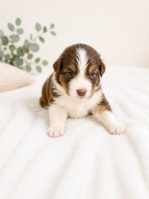 Les chiots de Berger Australien