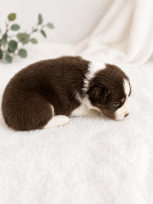 Les chiots de Berger Australien