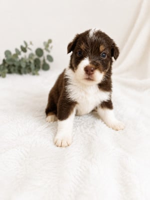 Les chiots de Berger Australien