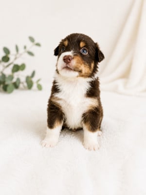 Les chiots de Berger Australien