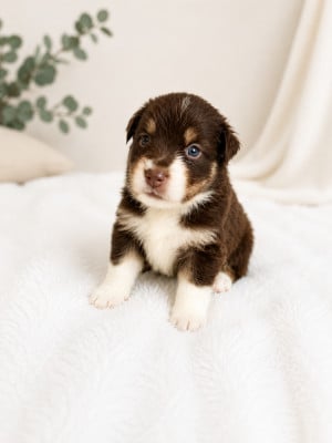 Les chiots de Berger Australien