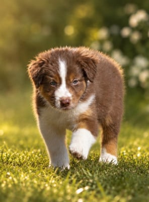 Les chiots de Berger Australien