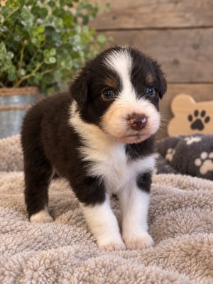Les chiots de Berger Australien