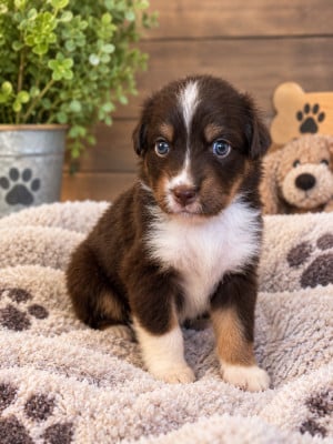Les chiots de Berger Australien
