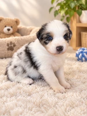 Les chiots de Berger Australien