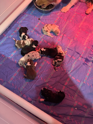 Les chiots de Berger Australien