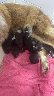Les chiots de Berger Australien