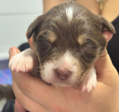 Les chiots de Berger Australien