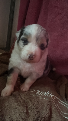 Les chiots de Berger Australien