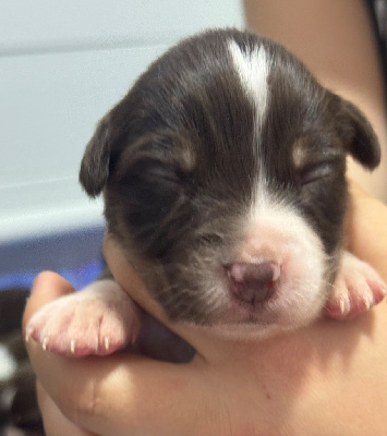 Les chiots de Berger Australien