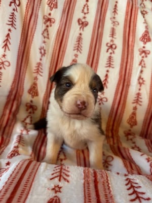 Les chiots de Berger Australien