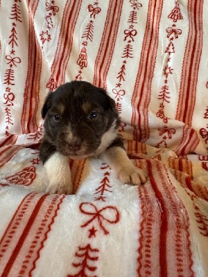 Les chiots de Berger Australien