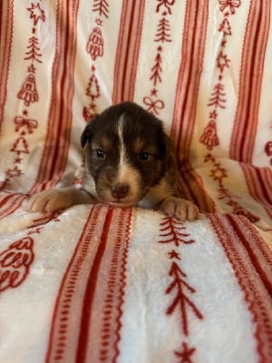 Les chiots de Berger Australien