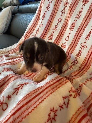 Les chiots de Berger Australien