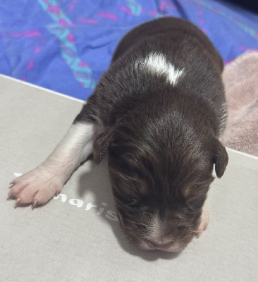 Les chiots de Berger Australien