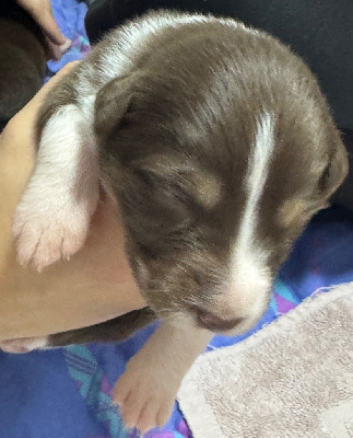 Les chiots de Berger Australien