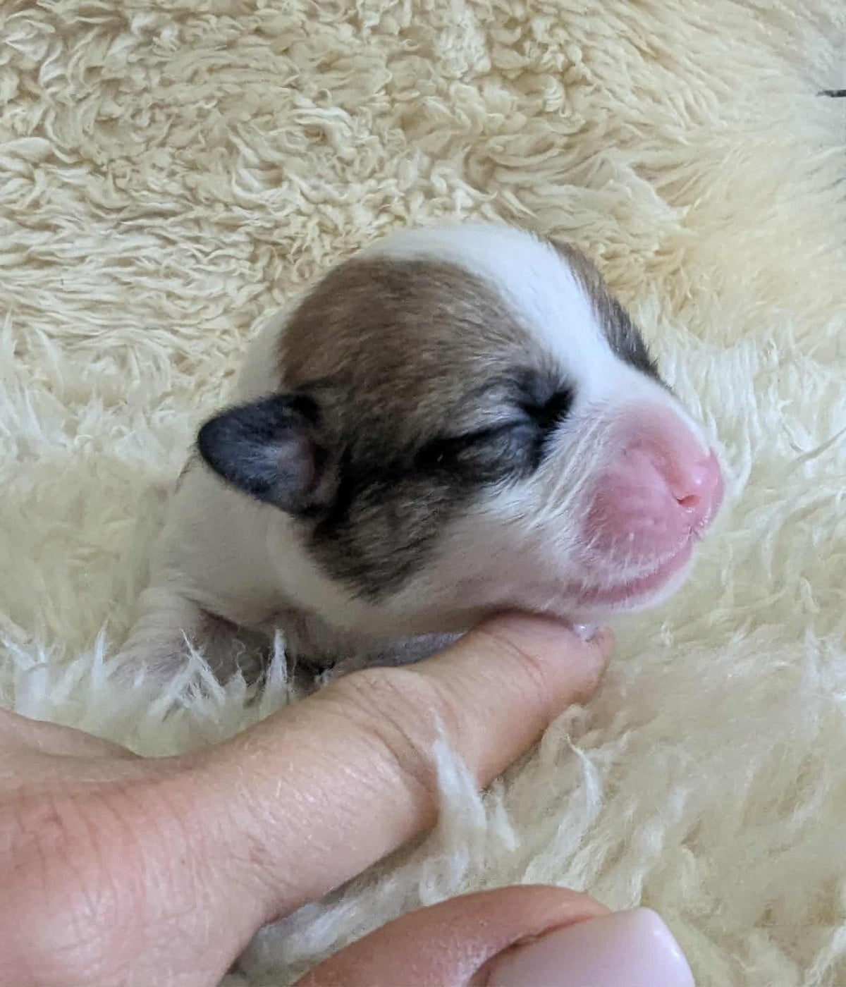 Publication : Des Crocs Du Mas