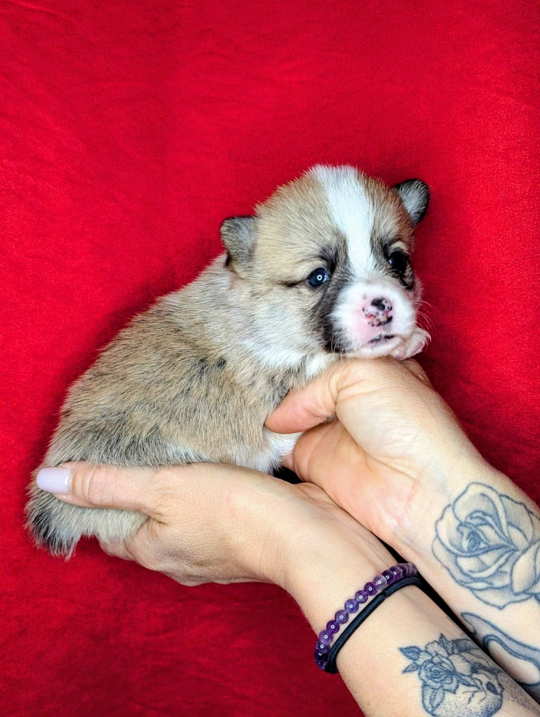 Publication : Des Crocs Du Mas