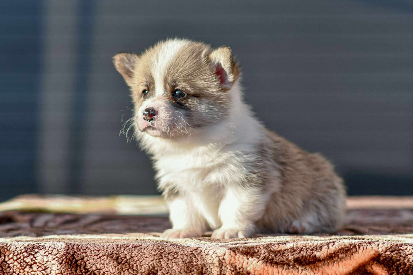 Publication : Des Crocs Du Mas