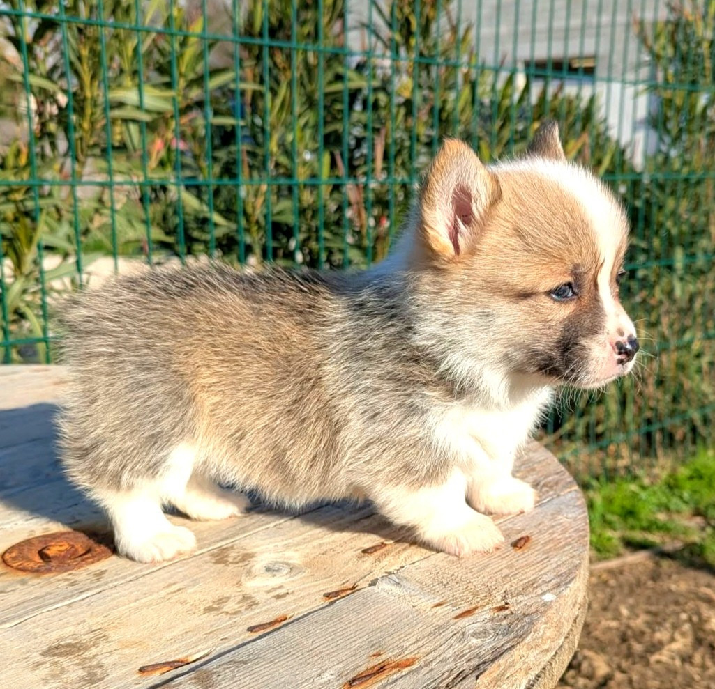 Publication : Des Crocs Du Mas