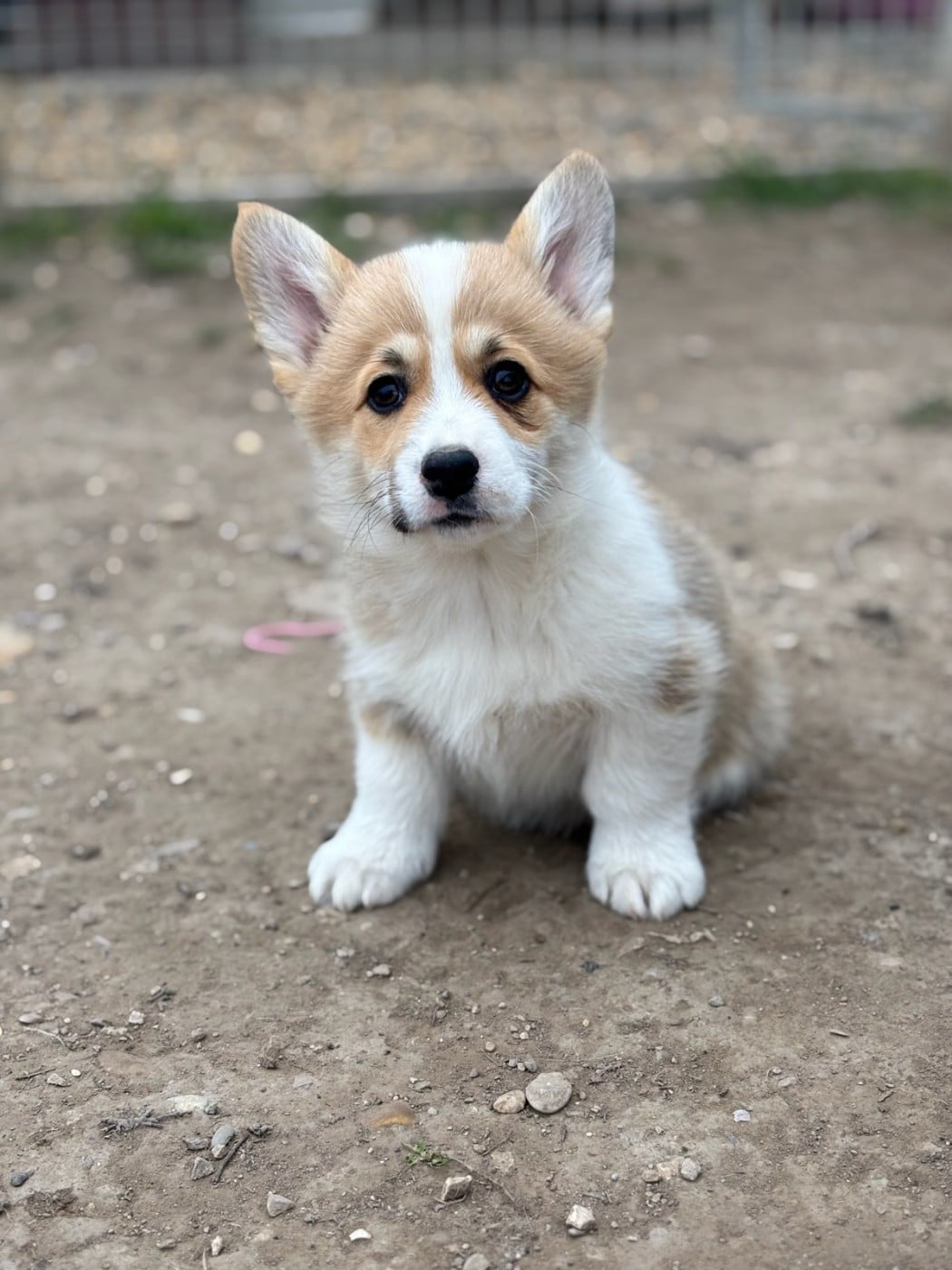 Publication : Des Crocs Du Mas