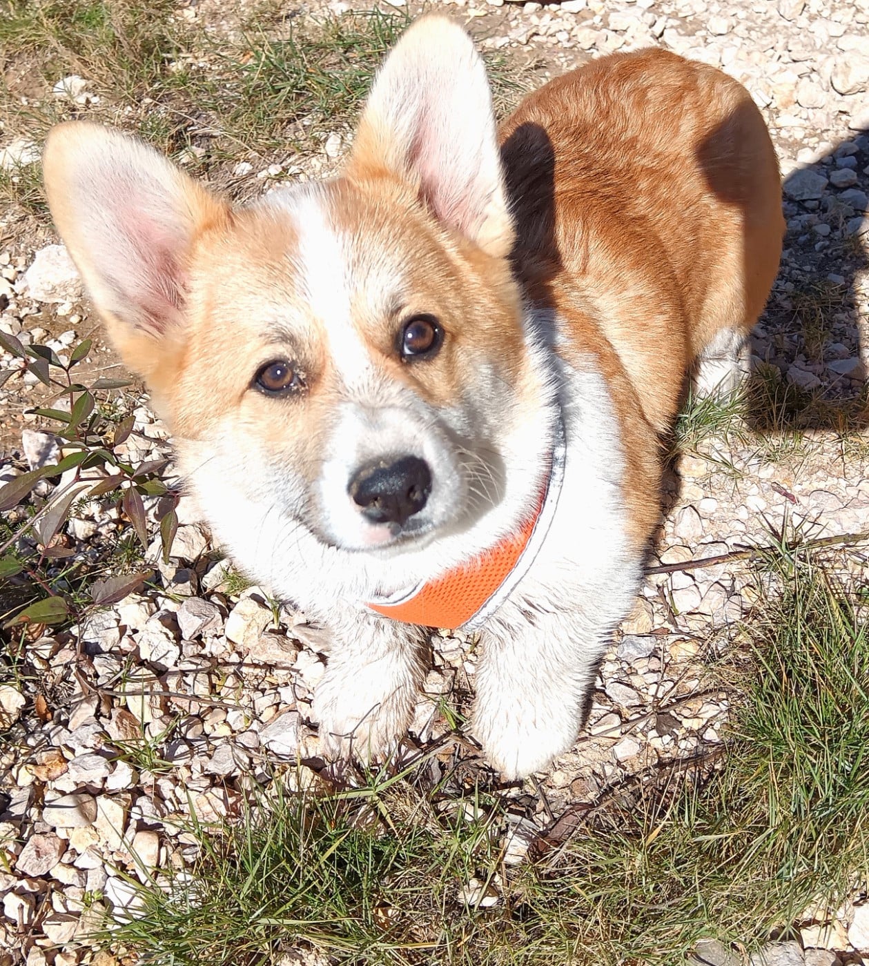 Publication : Des Crocs Du Mas