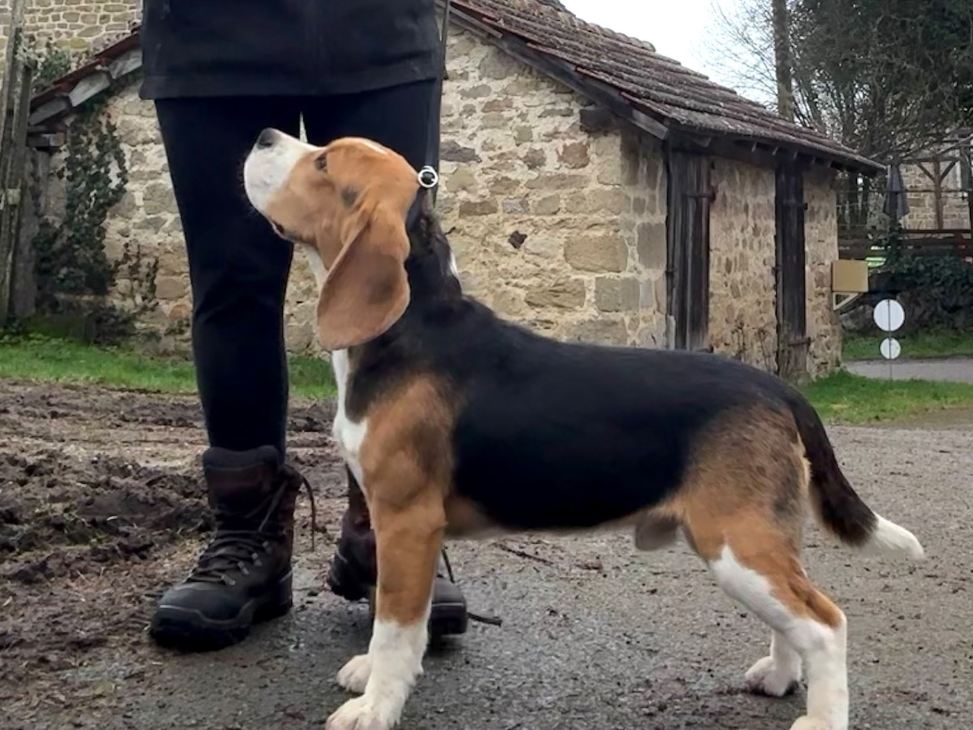Anis Des Veneurs Du Mazaureix
