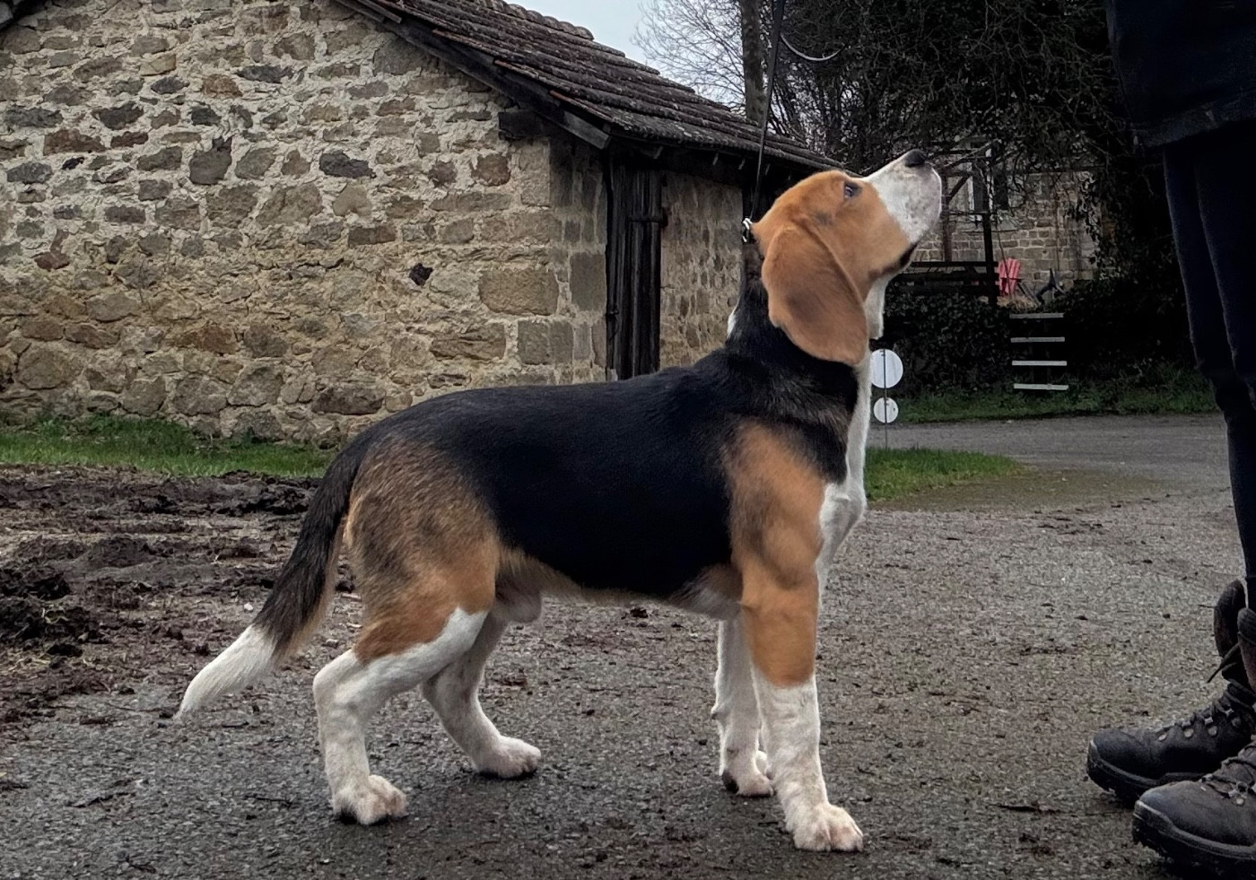 Anis Des Veneurs Du Mazaureix